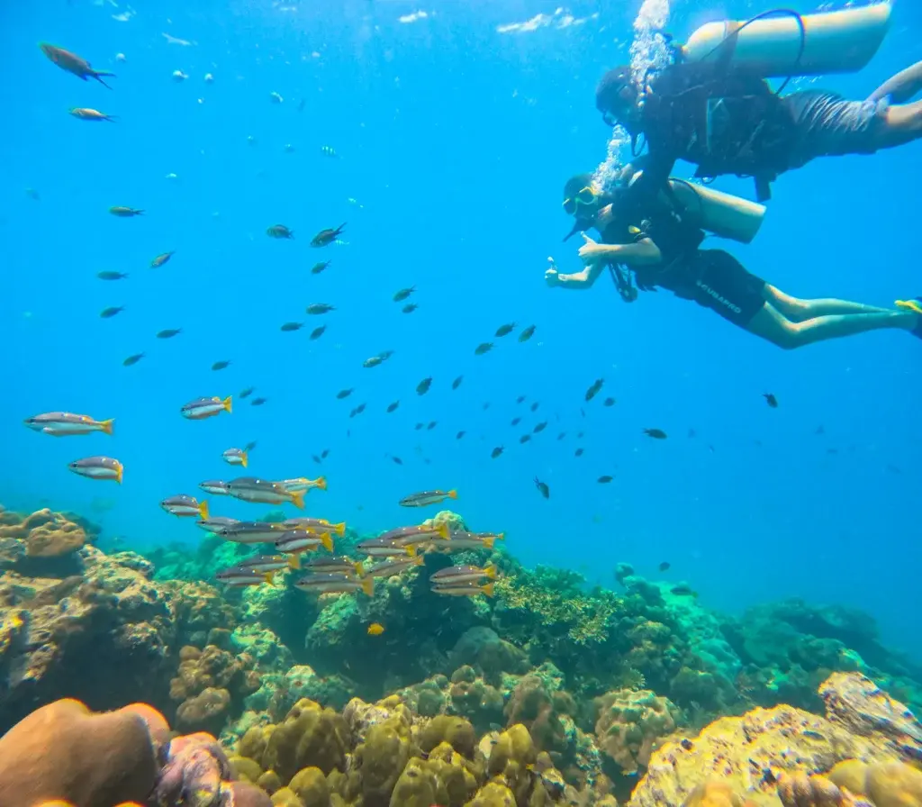 Boat Diving in Tribe Gate, Havelock