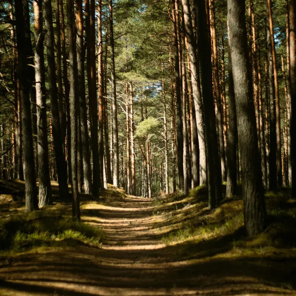 Forest Trail, Havelock